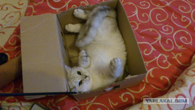 С Котовторником!