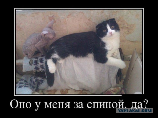 Поднимаем настроение