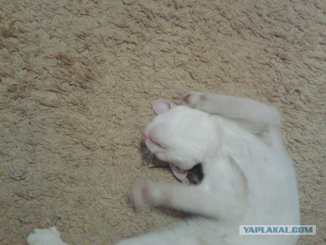 Котовторник 09.06.2015