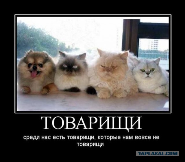 Подборка демотиваторов
