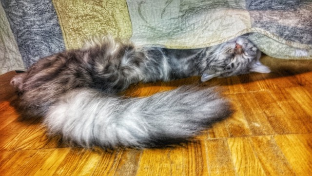 Котовторник 20.10.2015