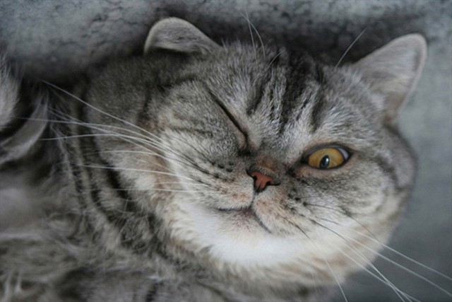 Коты, кошки, котята