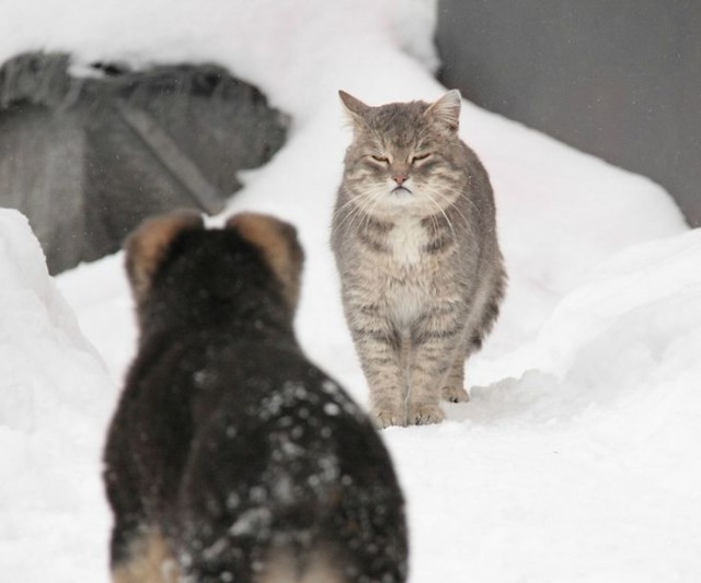 Демы к котовторнику!