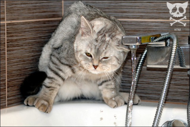 Котосреда!