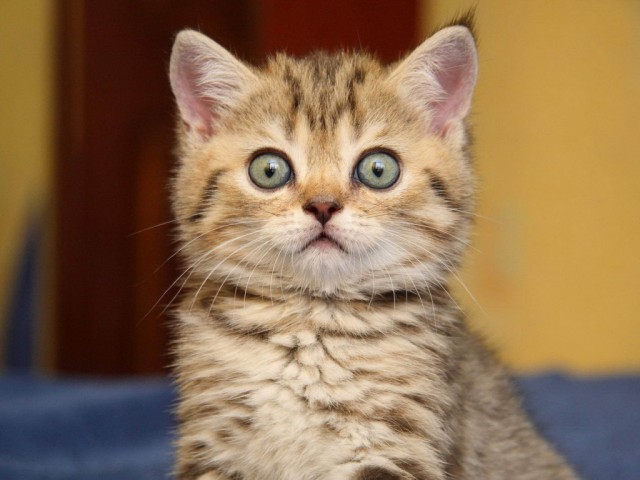 Кот мешает читать ЯП