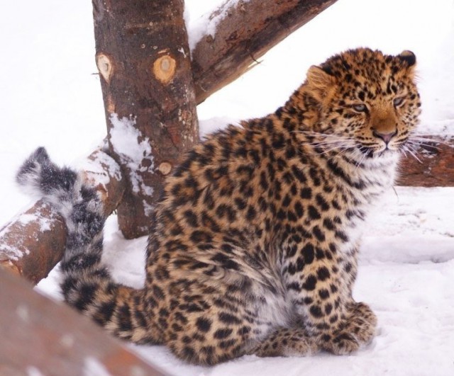 Самые смешные животные