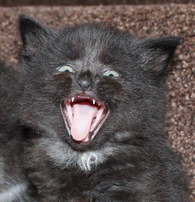 Коты и Кошки