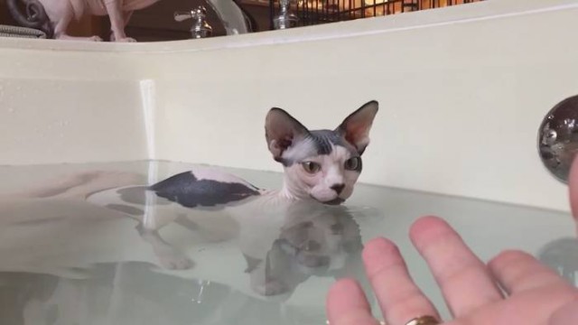 Коты и Кошки