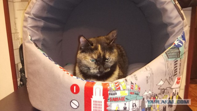 Котовторник  05.12.2017