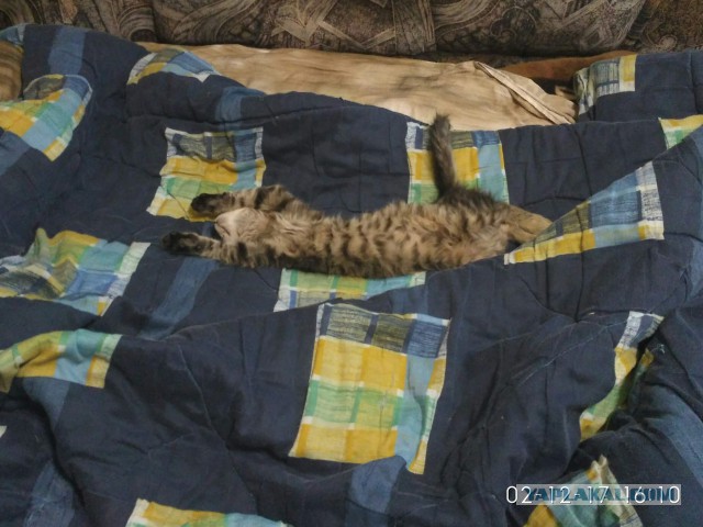 Спас кота