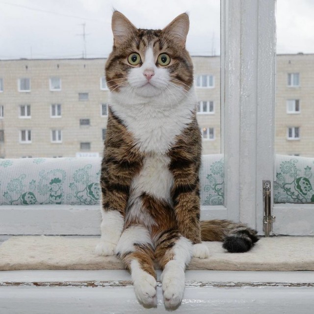 Котик-инвалид из Екатеринбурга покорил соцсети