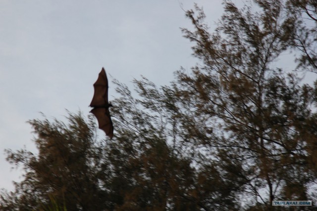 Мальдивы - бюджетный отдых и успешный поиск золота с металлоискателем!