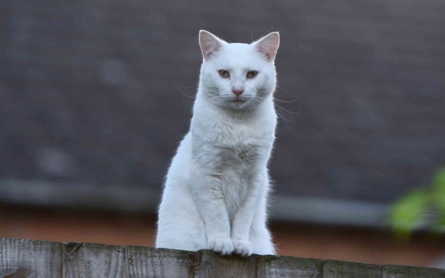 Прикольных котов пост