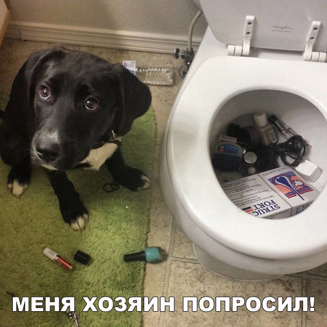 Нестандартный юмор