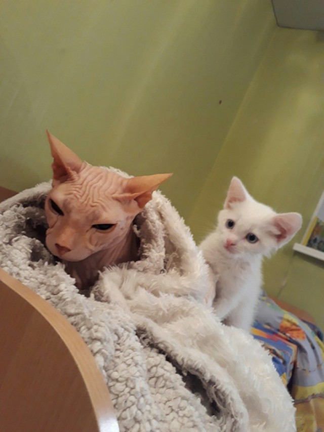 Маленький вот