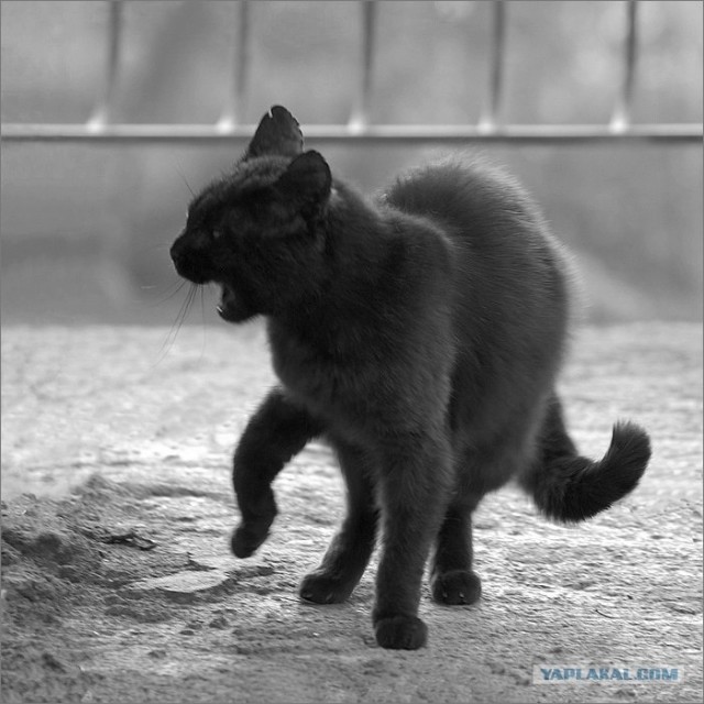 Уррааа! Котомет на ЯПлакалъ.