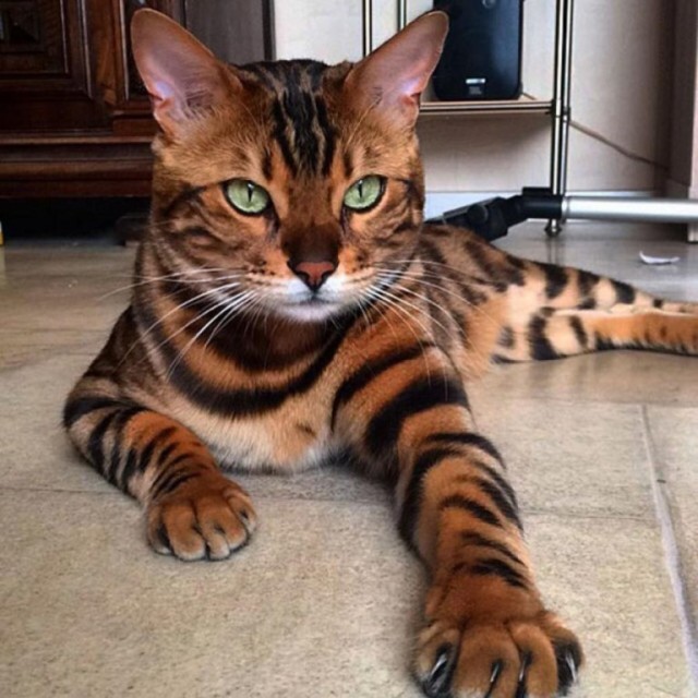 Немного милоты