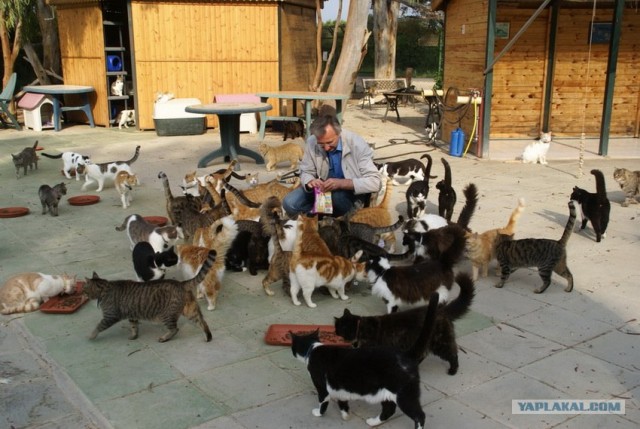 Котосреда (06.05.2009)
