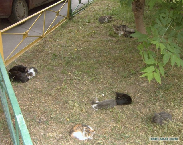 Прошел кошачий дождь?