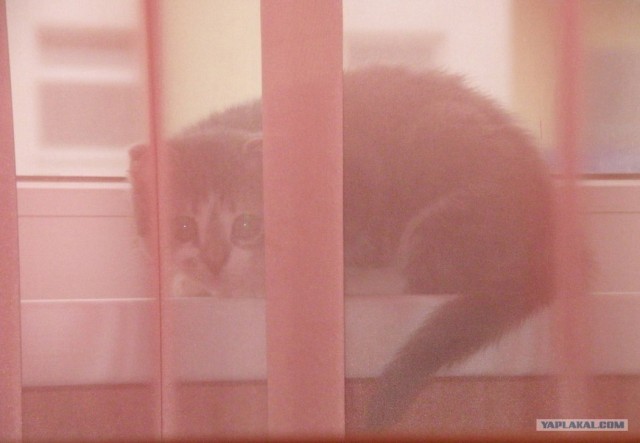 Котовторник!