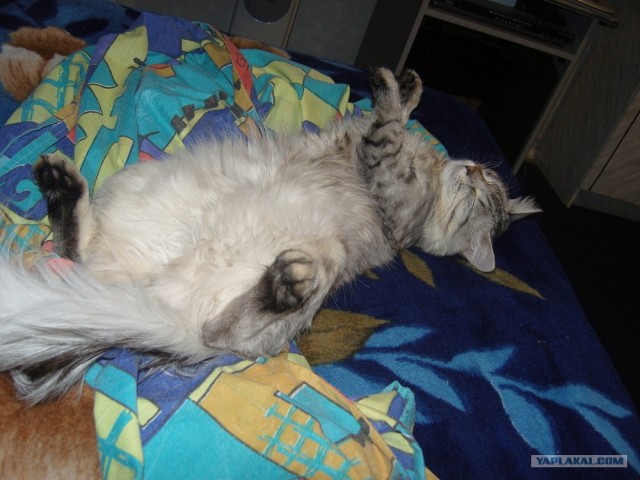 Котовторник 17 января