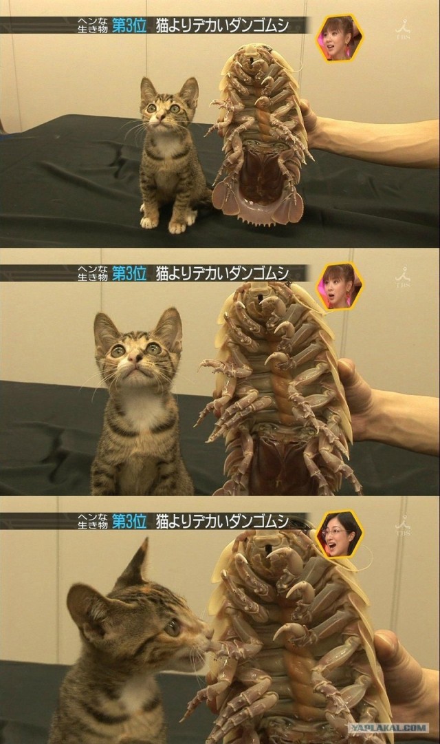 Котовторник (31.01.2012)