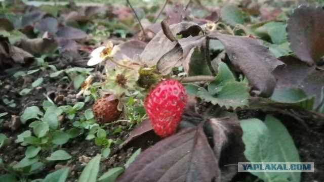 Просто несколько фото сегодняшней прогулки.