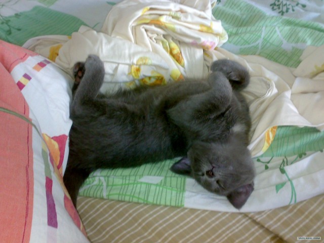 Котовторник 29.05.2012
