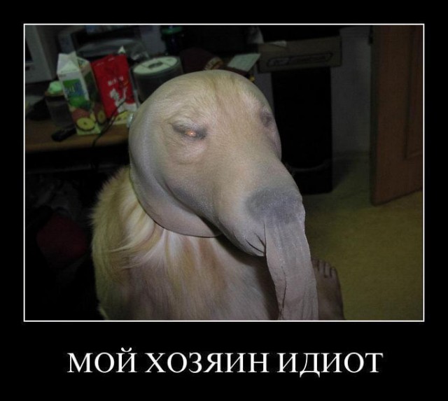 Обычная собака