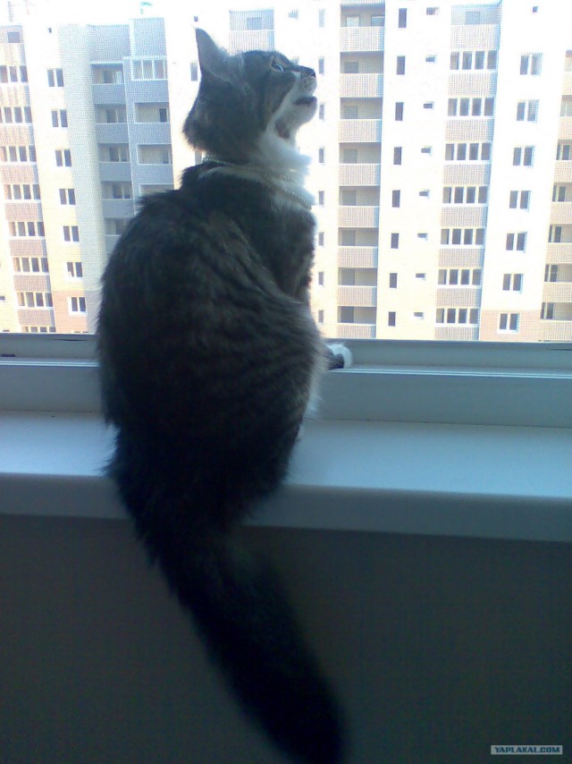 Котовторник 31.07.2012 г.