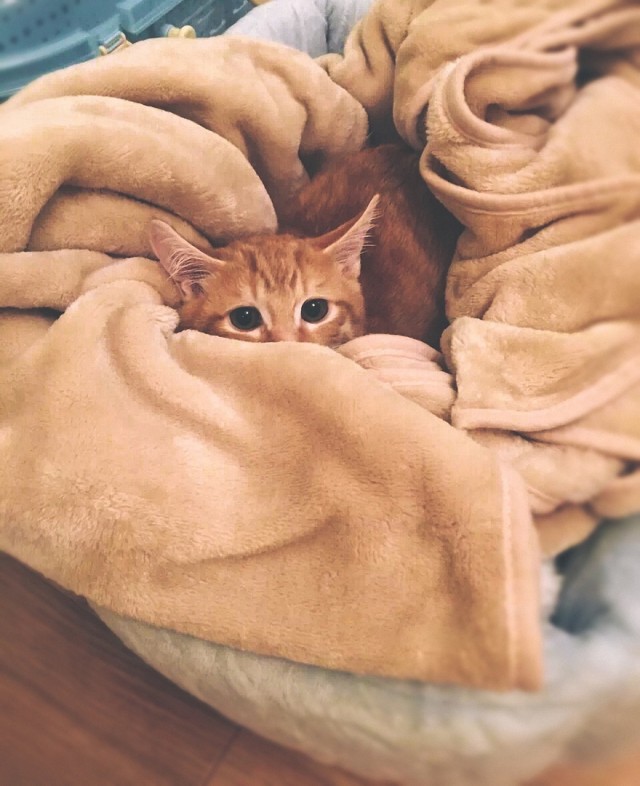 Забавные фото котеек
