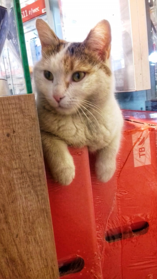 Коты из сети