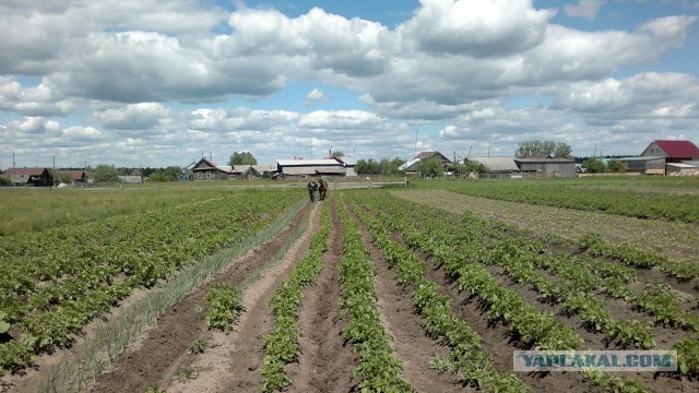 В ГосДуме призвали россиян спасаться от кризиса за счет огородов