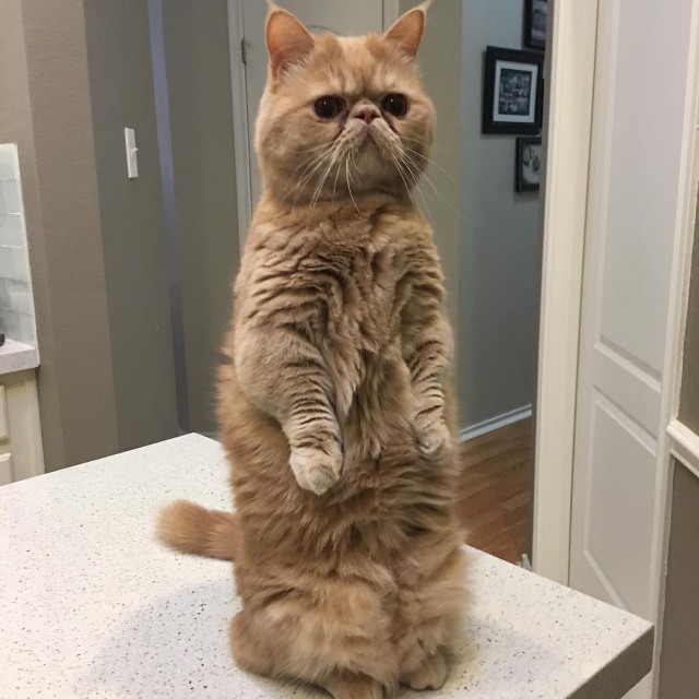 Коты из сети
