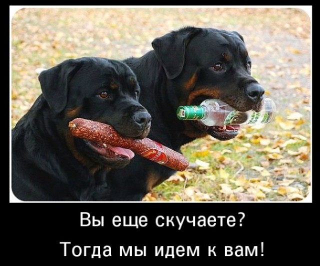 Чуток картинок 07.04.20
