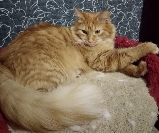 85 сантиметров кота
