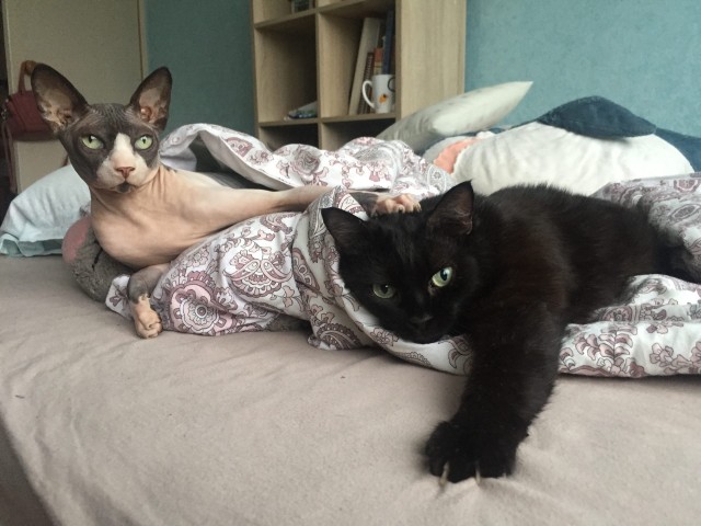 Эти забавные животные