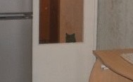 Найди кота