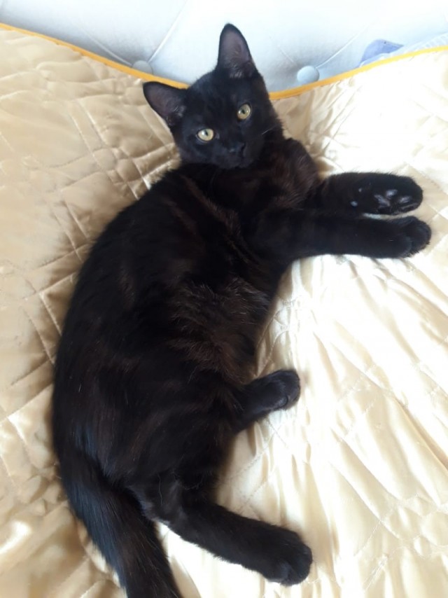 Котовторник!
