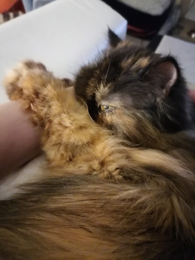 Даешь котовторник!