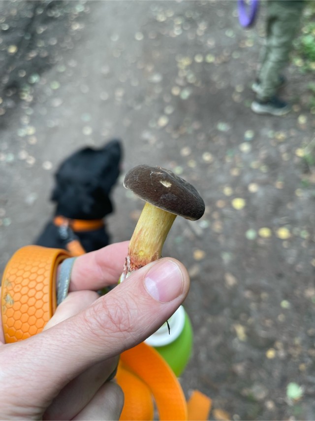 Нет покоя увлечённым