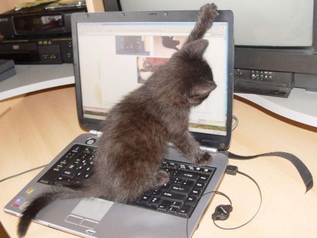 Коты, которые чихать хотели на ваше личное пространство