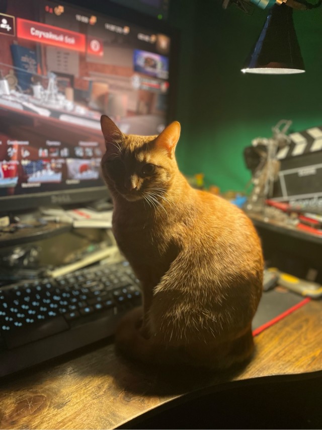 Котовторник. Февраль