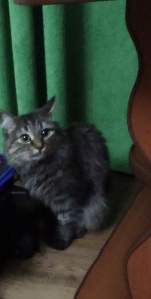 Котовторник - по расписанию!