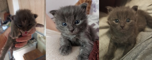 Специально для тех глупцов, которые считают котов бесполезными животными