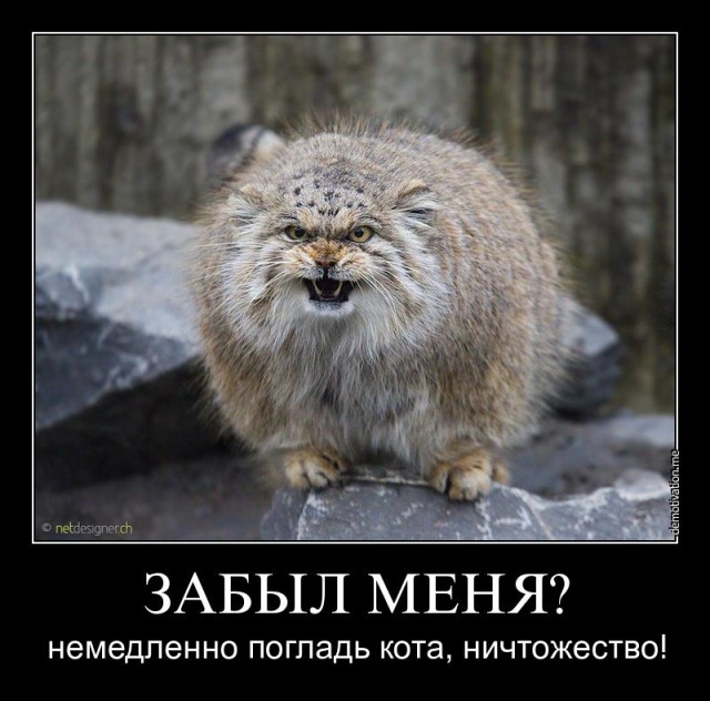 В Московском зоопарке показали, как манул грустит, когда никто не смотрит на него, а все смотрят панду напротив