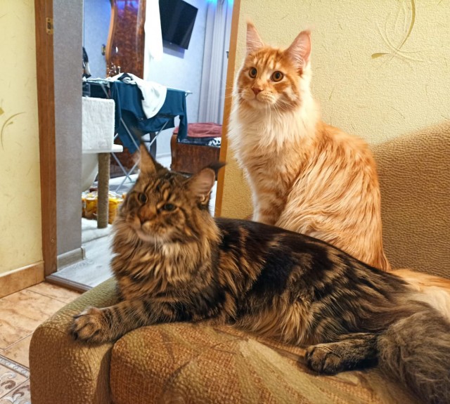 Котята