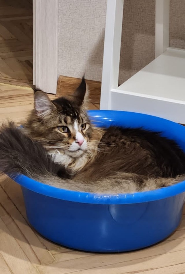 Котовторник 1.11.22