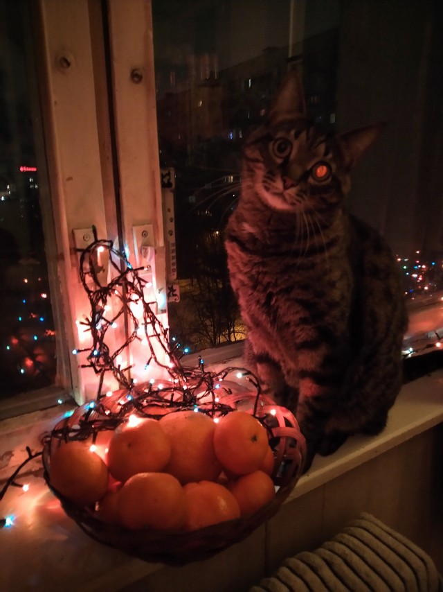 Милла Йовович с дочками желает вам счастья в новом году