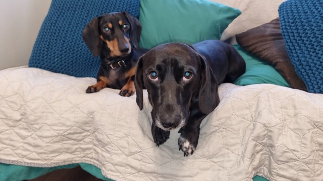 Последний в 2022 году собакочетверг на ЯПе